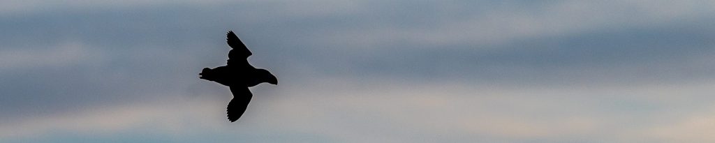 A puffin flies through a dusky sky