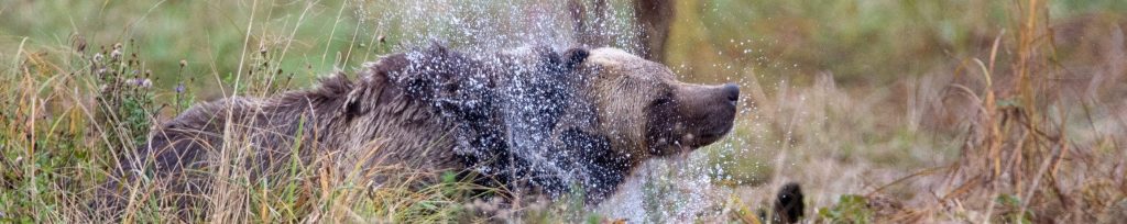 Grizzly Bear Shaking off some water