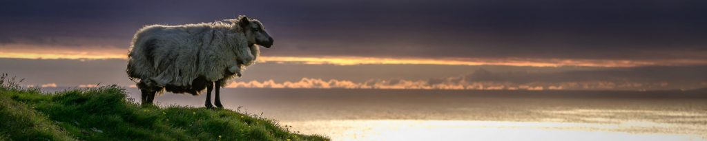 Majestic Icelandic Sheep Surveying the Scene