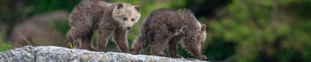 Grizzly bear cubs walking across a rocky islet in the Great Bear Rainforest