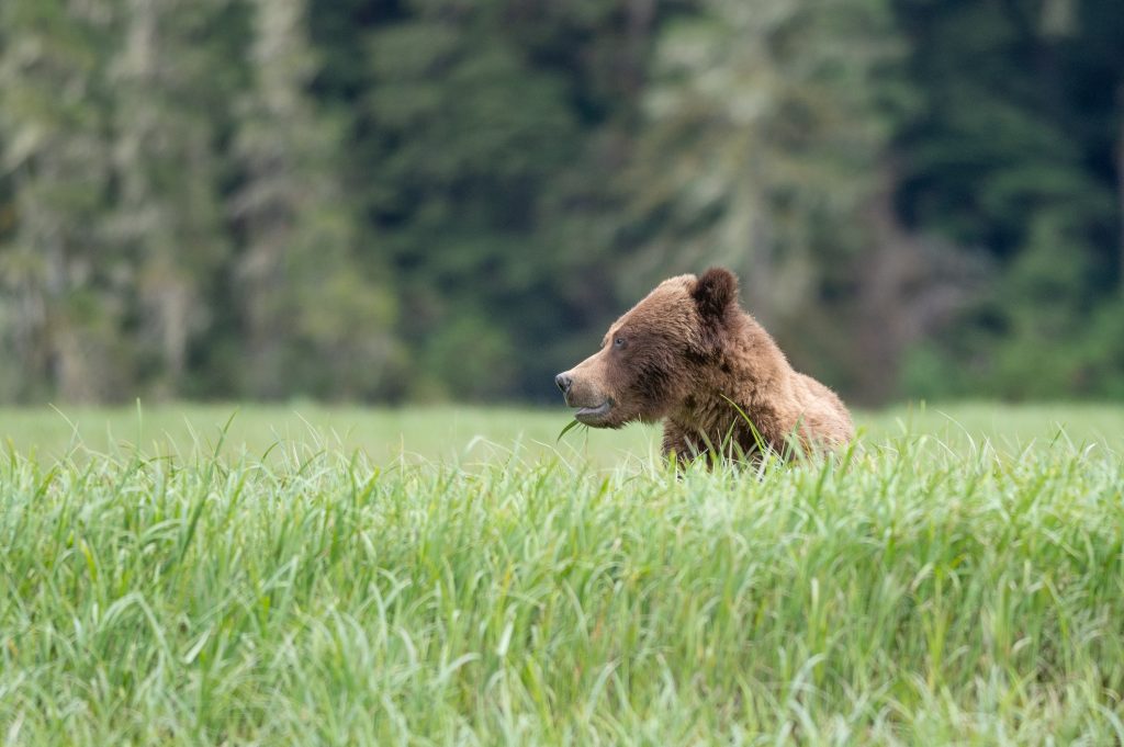 A grizzly bear sits in a field of sedge in the Great Bear Rainforest