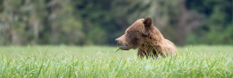 A grizzly bear sits in a field of sedge in the Great Bear Rainforest