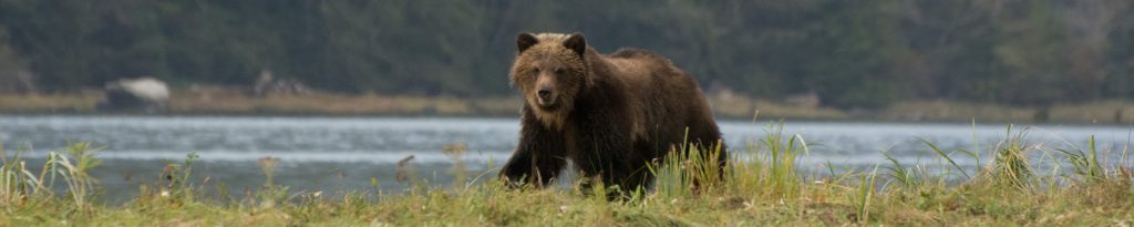 Grizzly Bear Shaking off some water in the Great Bear Rainforest