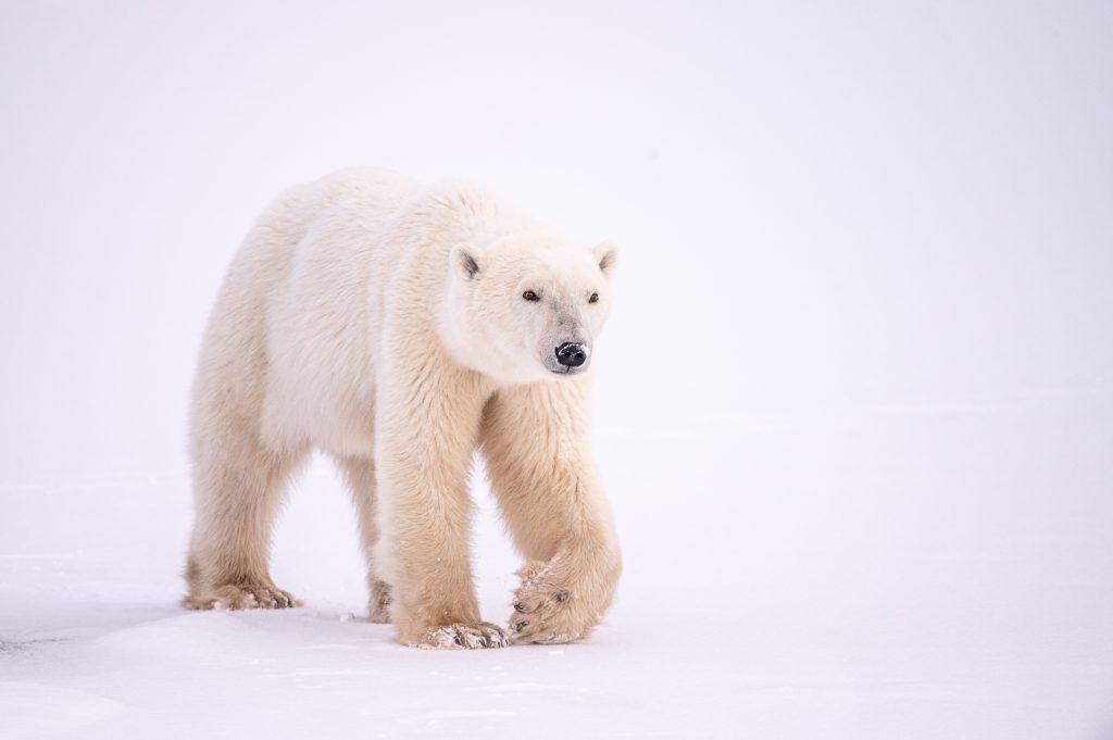 A polar bear casually walks across a snowy landscape about 10 miles east of Churchill, Manitoba