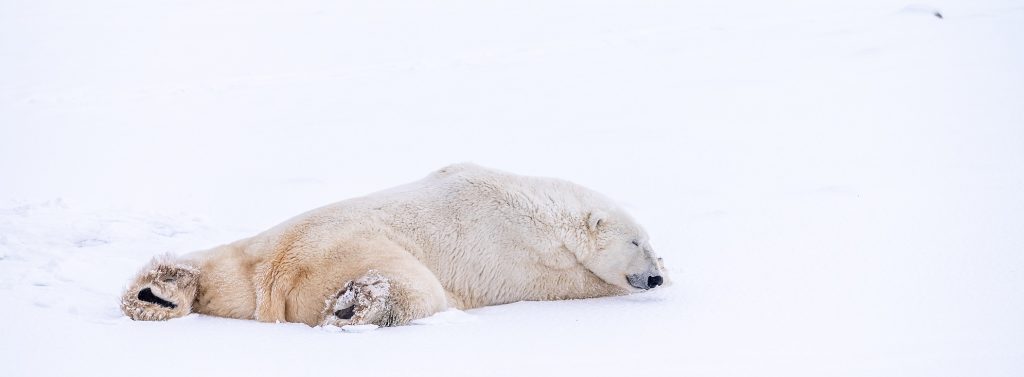 An adult male polar bear lays down to sleep on a frozen pond near Churchill, Manitoba