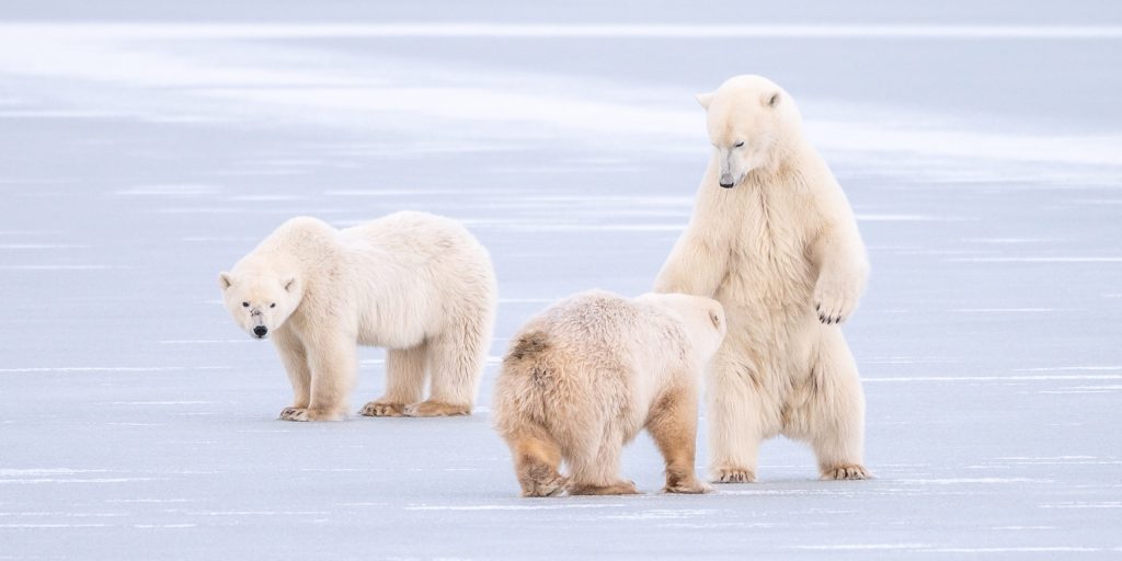 Three polar bears socially spar on the ice. This play fighting is a relatively common behaviour among bears near Churchill, Manitoba during October and November only.