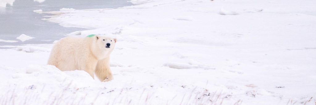 A polar bear walks across a snowy landscape near Churchill, Manitoba.