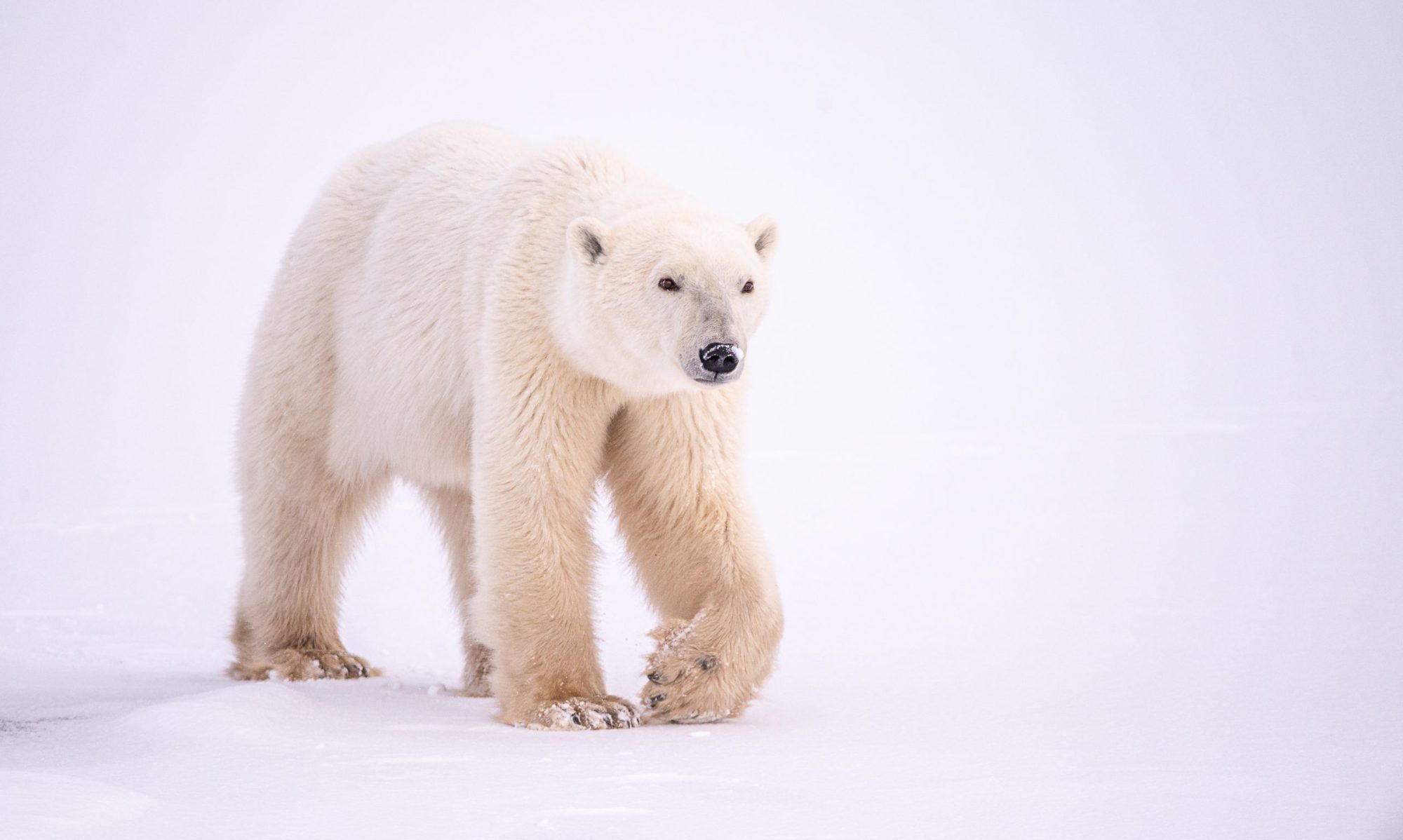 A polar bear casually walks across a snowy landscape about 10 miles east of Churchill, Manitoba