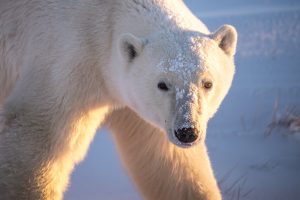 The golden light of sunrise illuminates the mighty polar bear