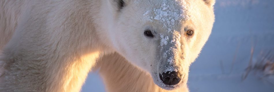 The golden light of sunrise illuminates the mighty polar bear