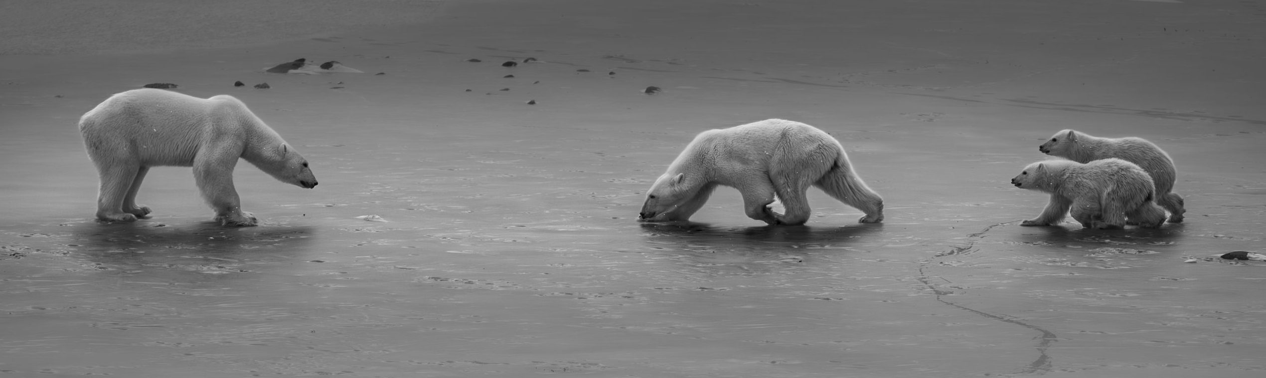 Edward Savage's Wilderness Gallery Wildlife and Nature Photography