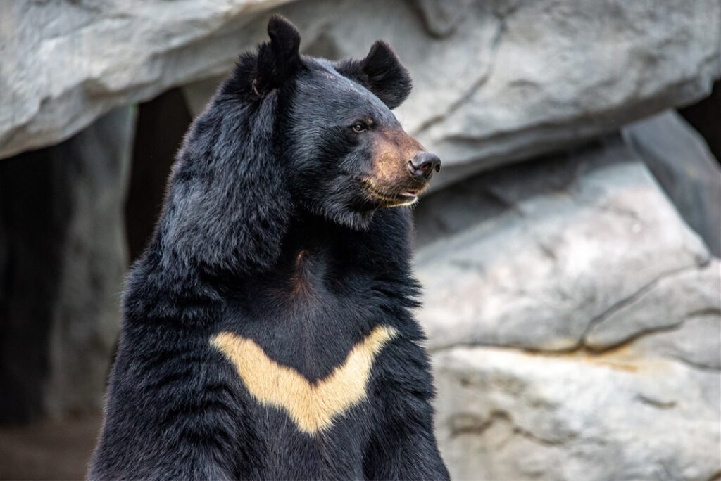 Captive Moon Bear at the Dujiangyan Giant Panda Base for Breeding and Research, Sichuan Province, China