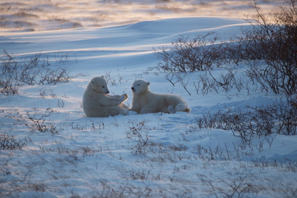 Two polar bear cubs of the year play fight on a windy day. Mom has them tucked away behind the willows.