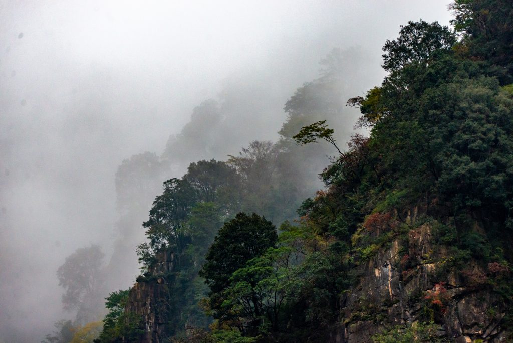 Giant Panda Habitat in a sub-tropical monsoon climate. It's often raining here. Sichuan, China