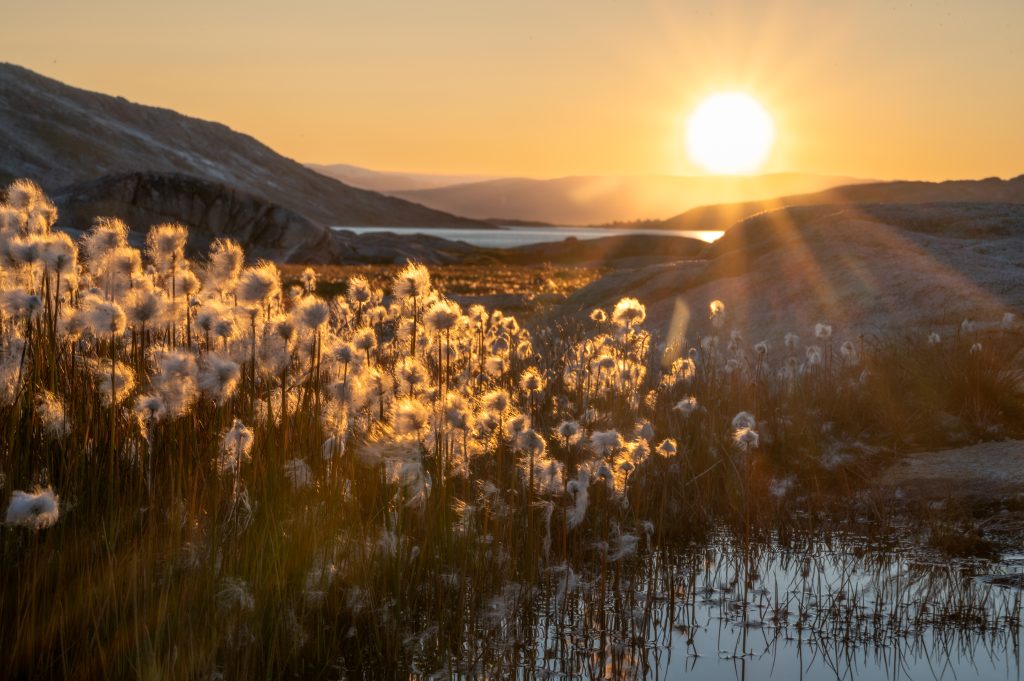 Sunset over Arctic Cotton Grass in East Greenland