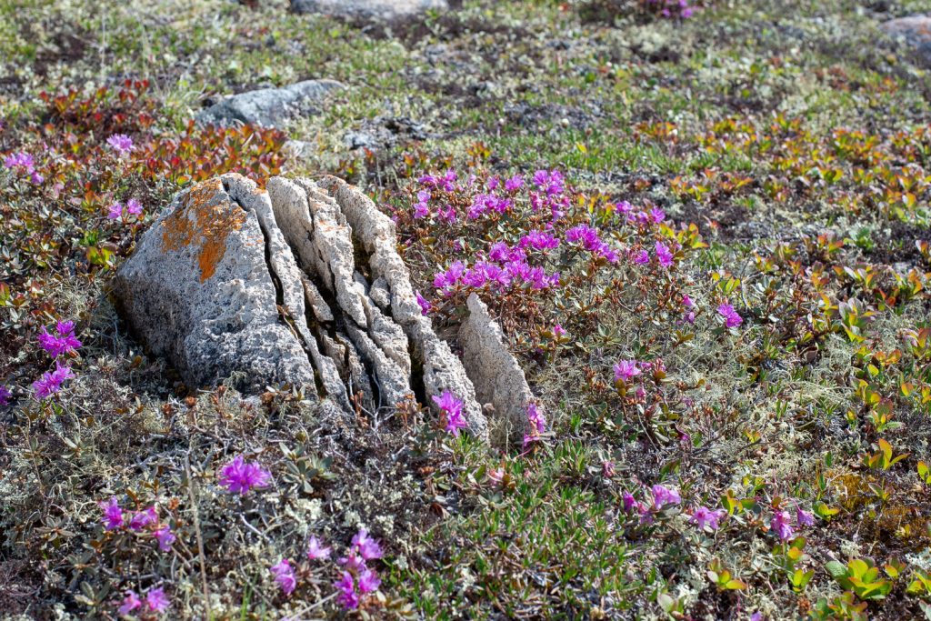 The arctic tundra blooms with an extraordinary abundance during the summer months.