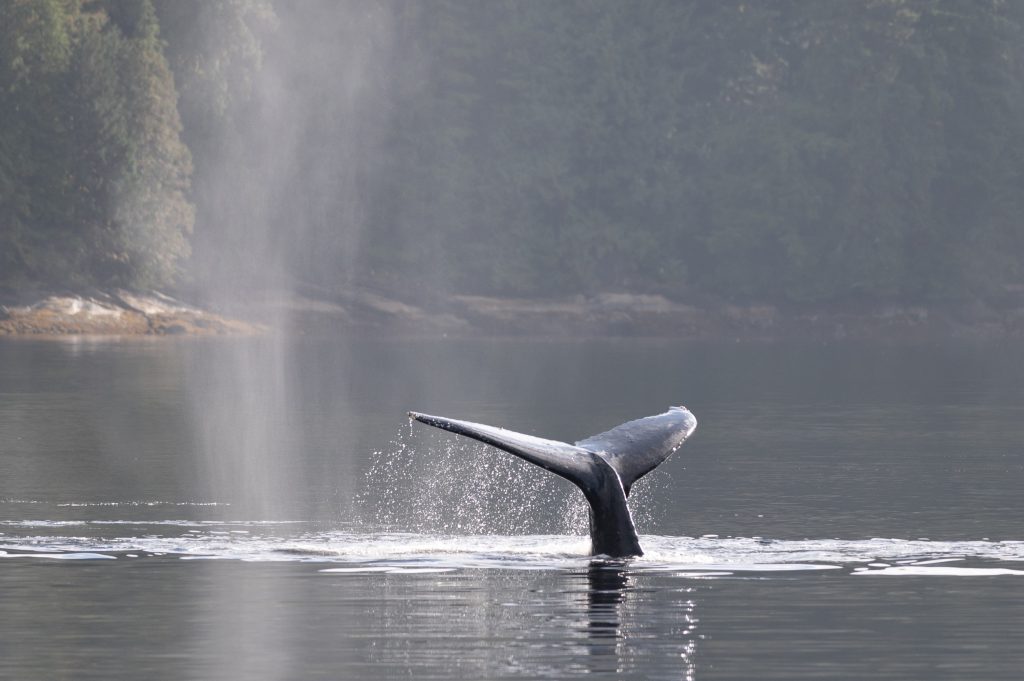 The humpback whales breath respiratory vapors hang in the air 