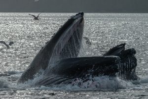 Lunge feeding humpback whales