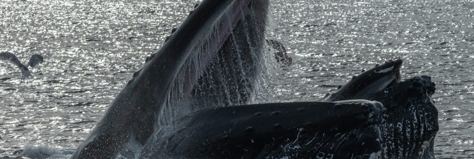 Lunge feeding humpback whales