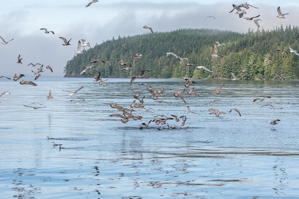 Gulls circling a ball of fish brimming at the surface