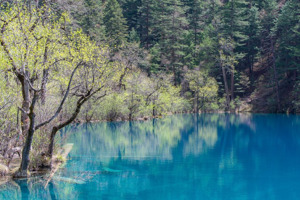 Spring bloom reflecting in a seemingly blue lake in Jiuzhaigou Valley National Park.