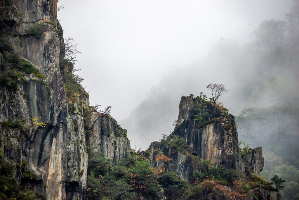 Moon Bear and Giant Panda Habitat in a remote nature reserve, Sichuan, China