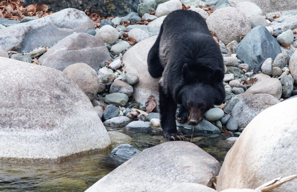 Moon bear drinking water from a mountain stream