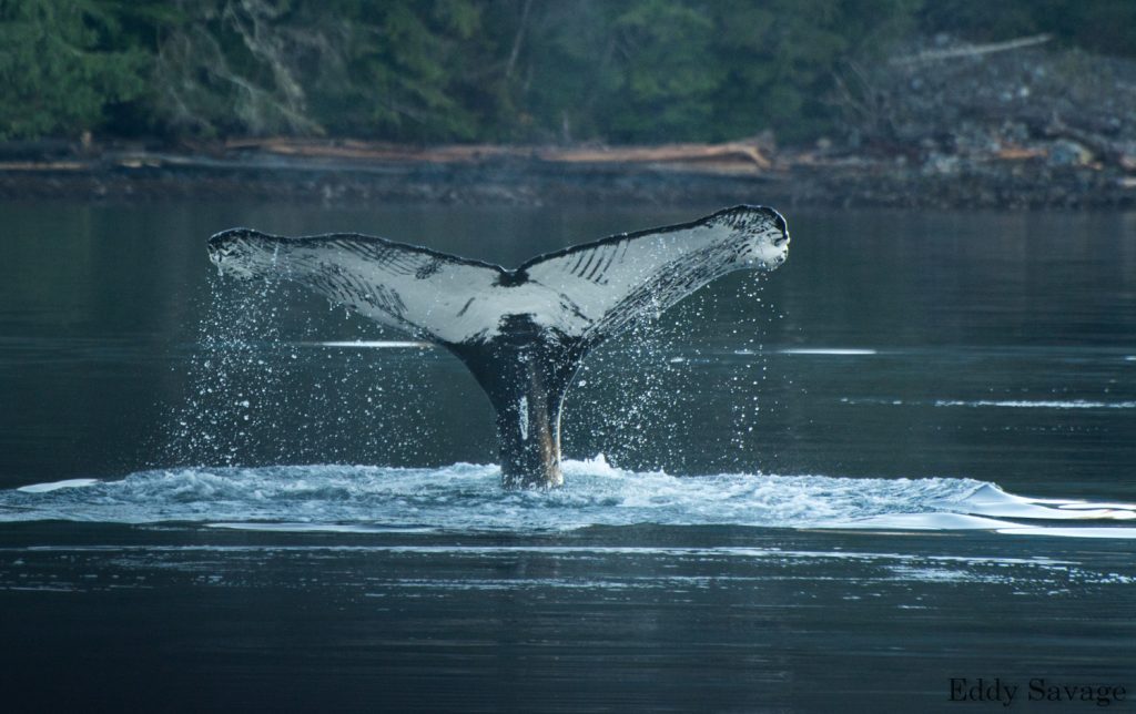 A diving Humpback Whale with scars on its tail flukes from a past killer whale attempts at predation.