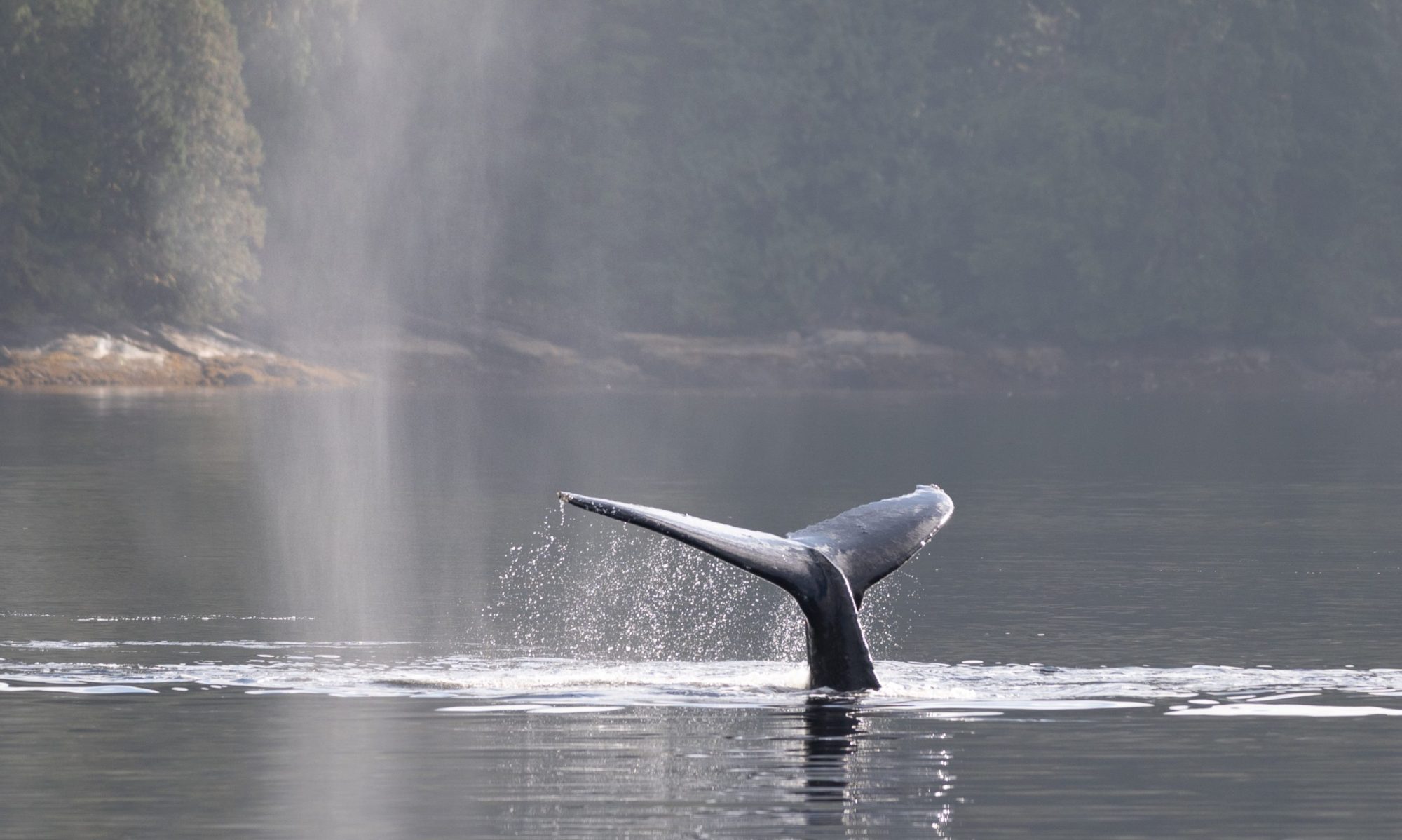 The humpback whales breath respiratory vapors hang in the air