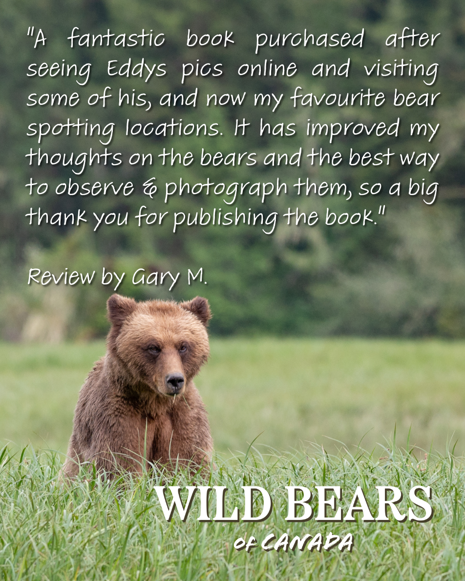 Wild Bears of Canada - Grizzly Bear Cover - Image 4