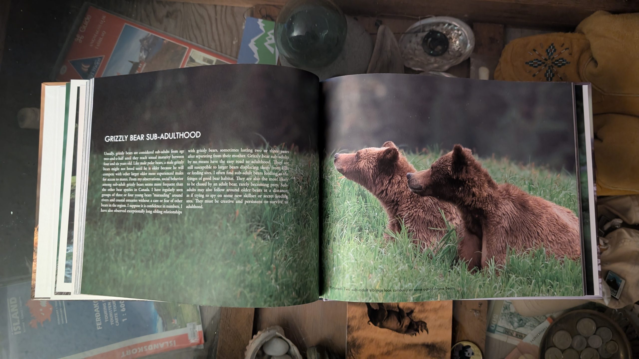 Wild Bears of Canada - Grizzly Bear Cover - Image 9