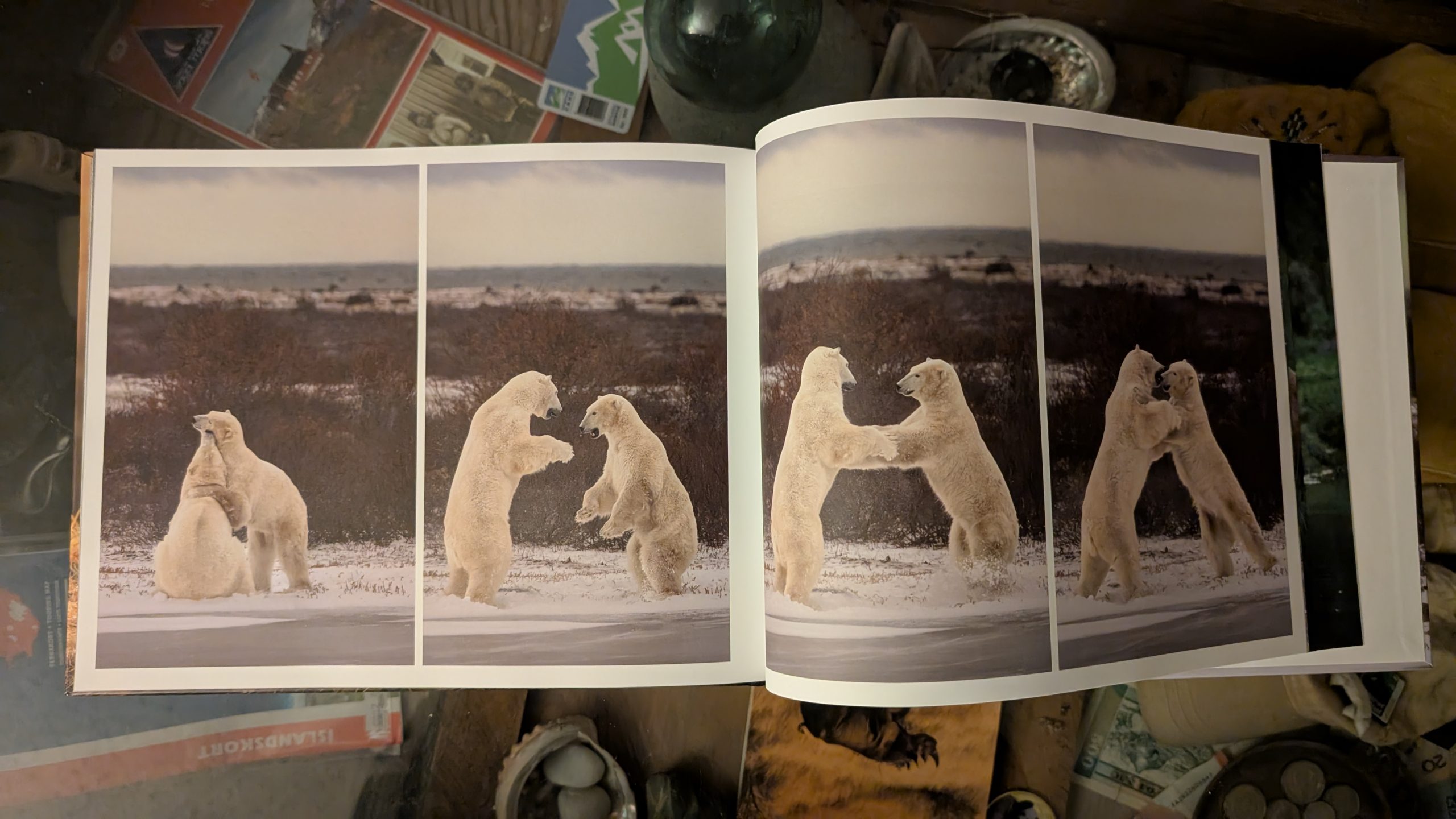 Wild Bears of Canada - Grizzly Bear Cover - Image 10