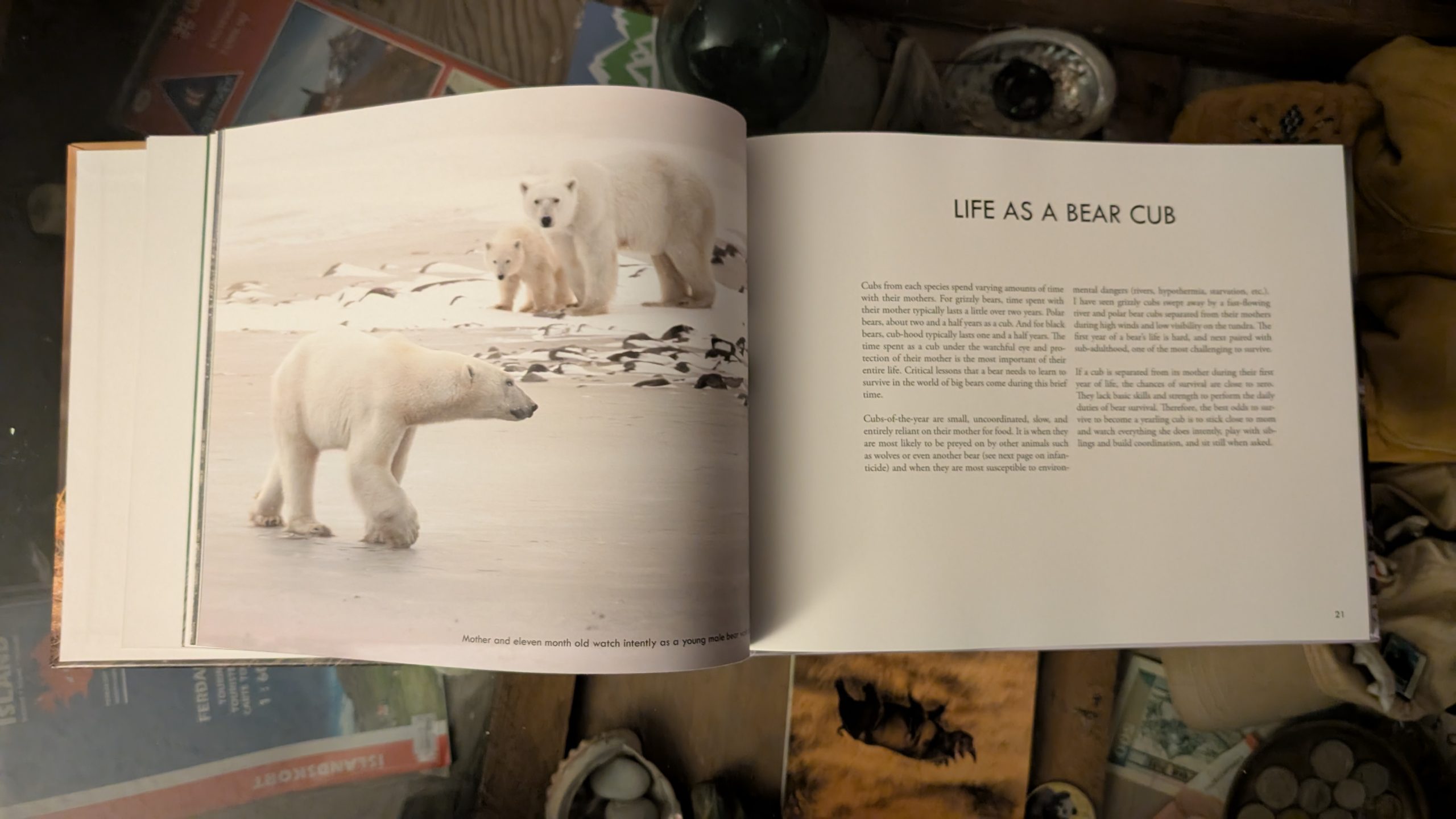 Wild Bears of Canada - Grizzly Bear Cover - Image 11