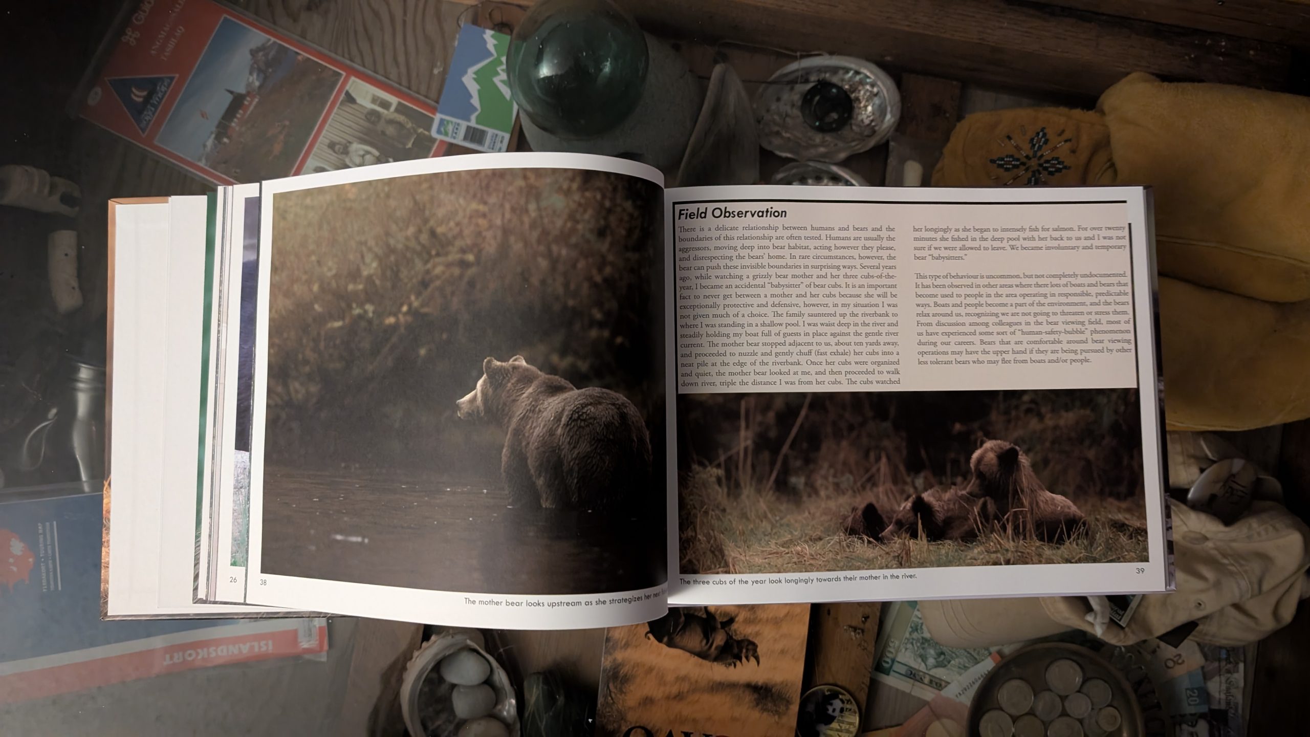 Wild Bears of Canada - Grizzly Bear Cover - Image 12