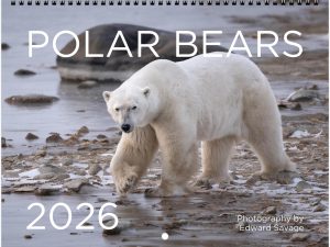 2026 Polar Bear Calendar