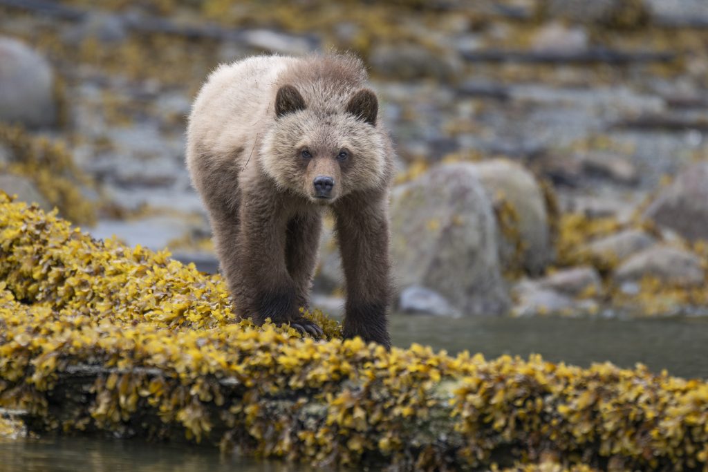 A grizzly bear cub wanders down a log to get a better look
