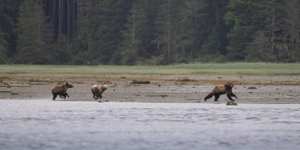 A mother grizzly coaxes her cubs into a grizzly chase