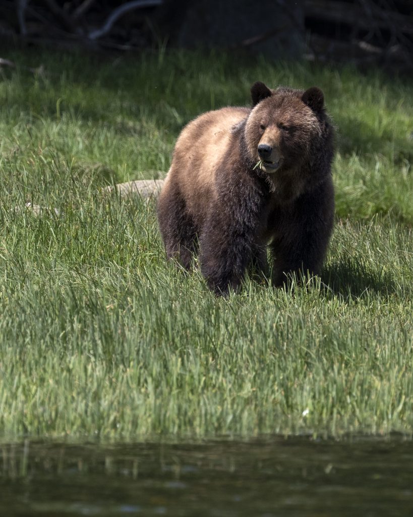 A grizzly bear stands stoically in the sedge of Knight Inlet