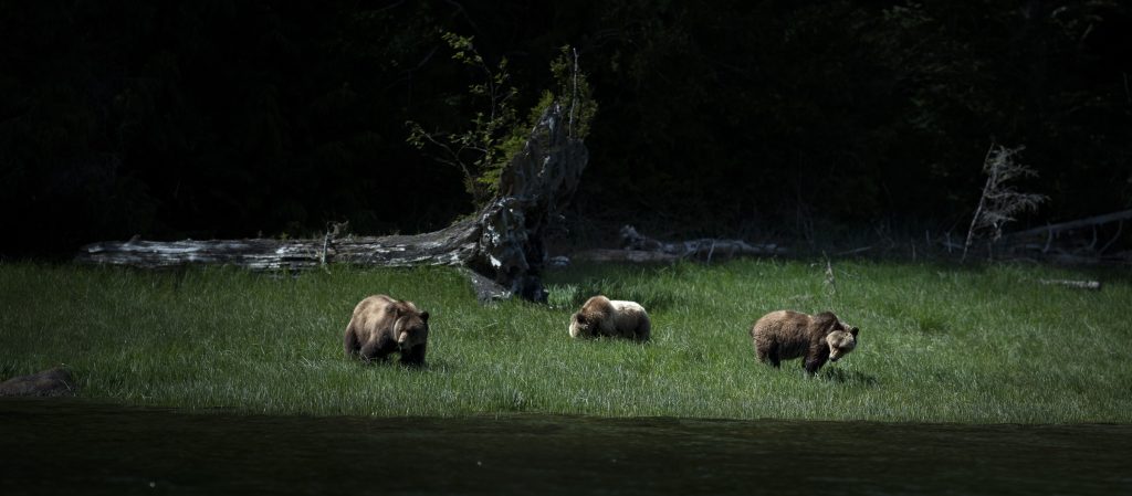 A family of grizzly bears feasts on Lyngbie's Sedge against the scenic backdrop of Knight Inlet
