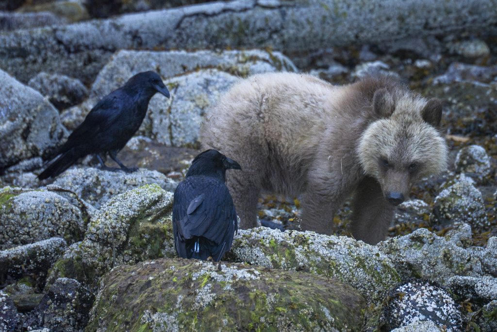 A grizzly bear cub is wary of these ravens coming to take their share of the food