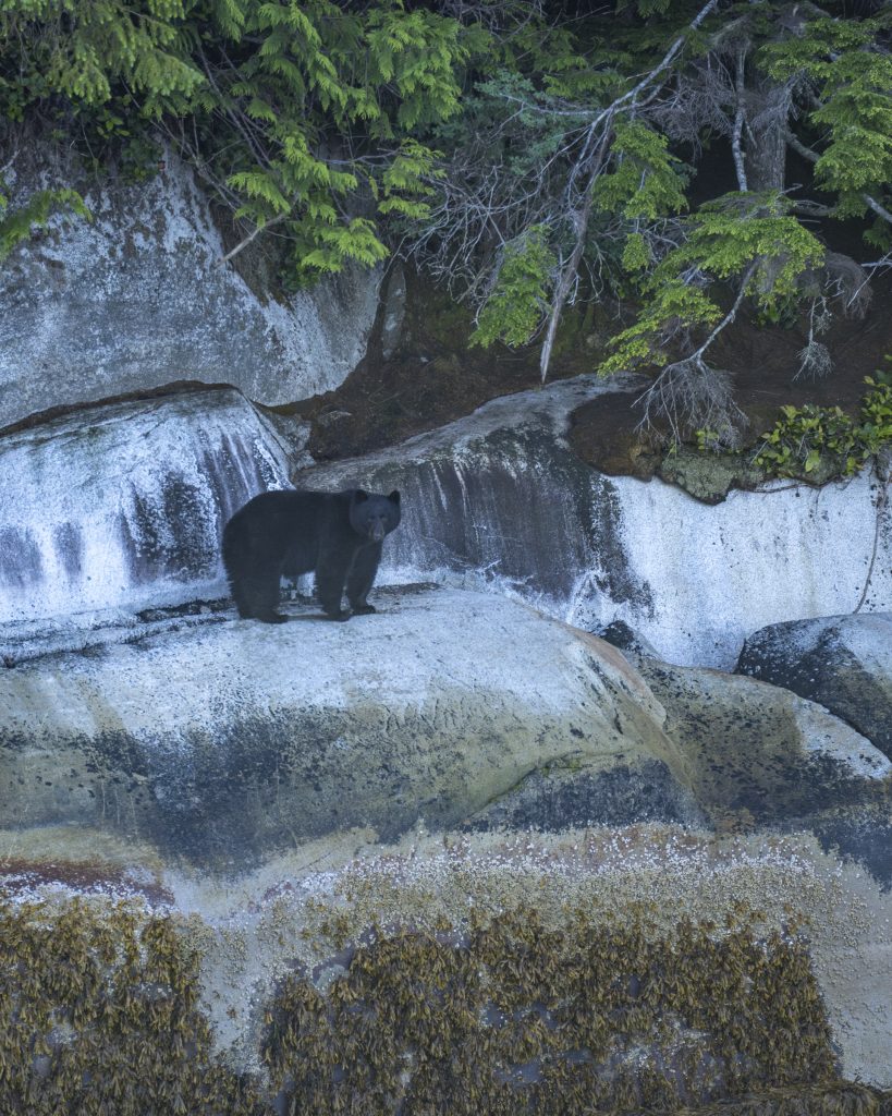 A black bear stands on multicoloured rocks and looks out