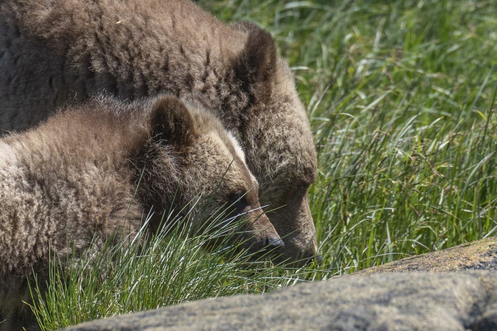 intimate portrait of a mom and cub grizzly bear in the sedge