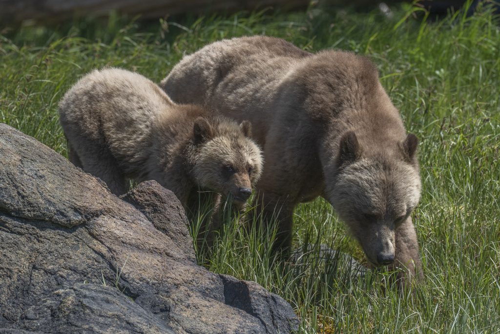 grizzly bear mom and cub feeding on sedge