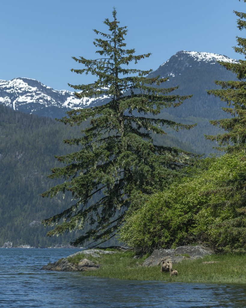 Mom and cub grizzly bear feeding in the beautiful scenery of knight inlet