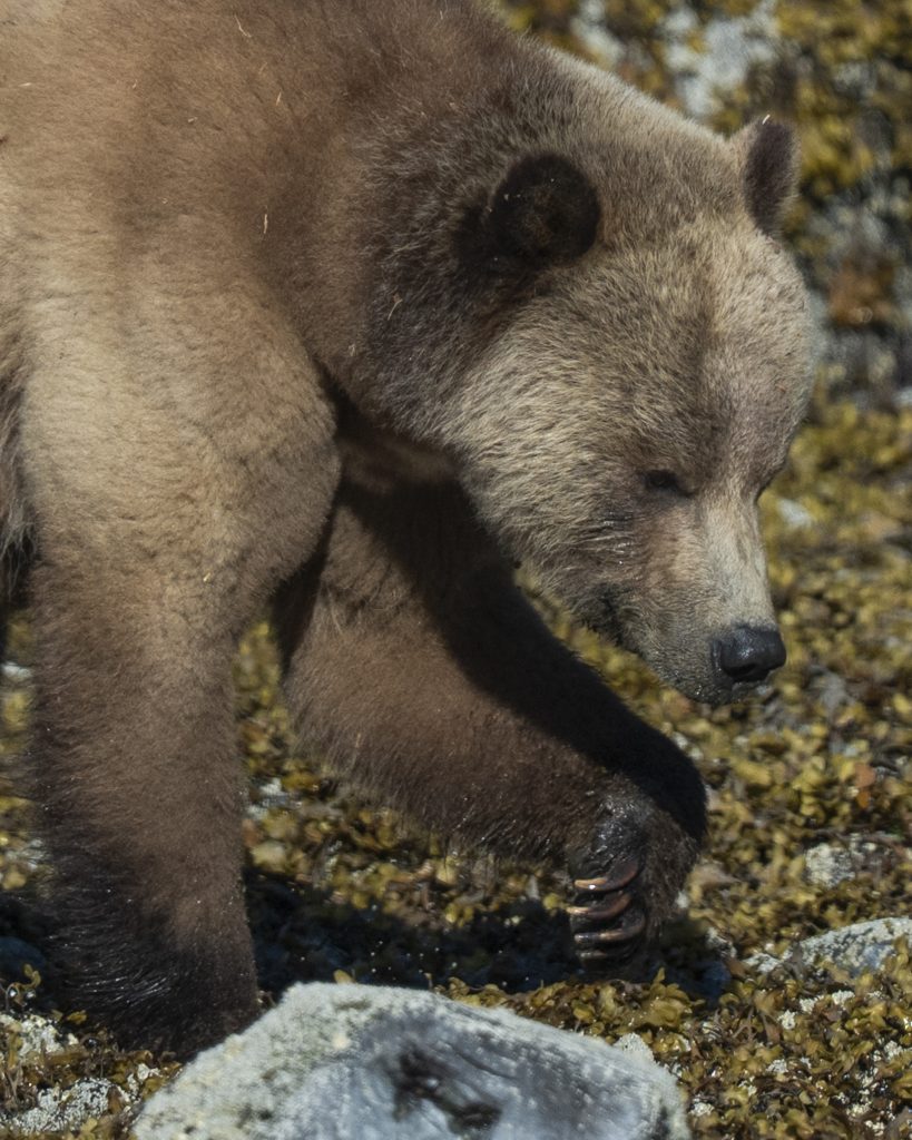 Close up shot of a grizzly bear walking on the intertidal zone of th beach. Its front paw is lifted and exposing the big claws