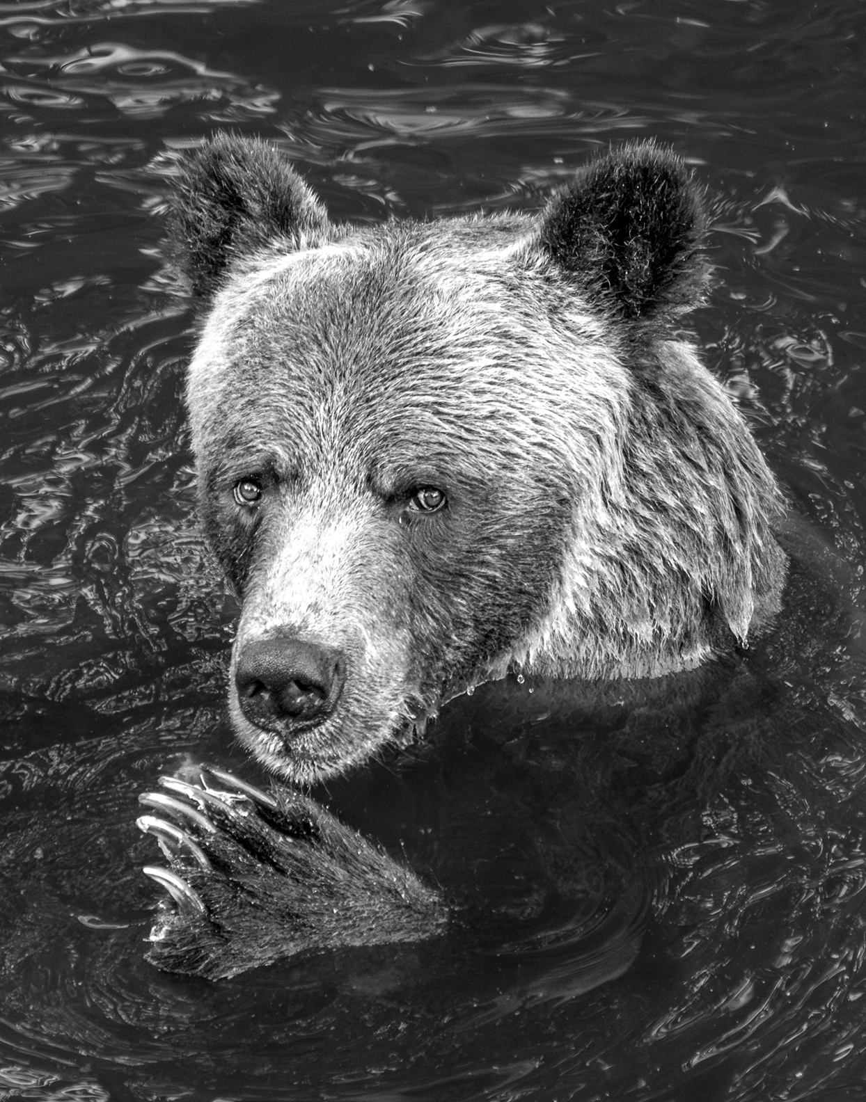 "Claws" Limited Edition Grizzly Bear Portrait - Image 2