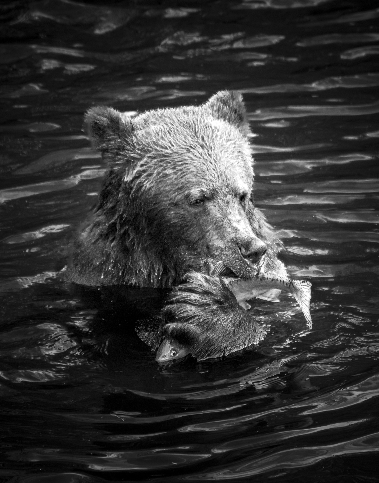 "Feast" Limited Edition Grizzly Bear Portrait - Image 2