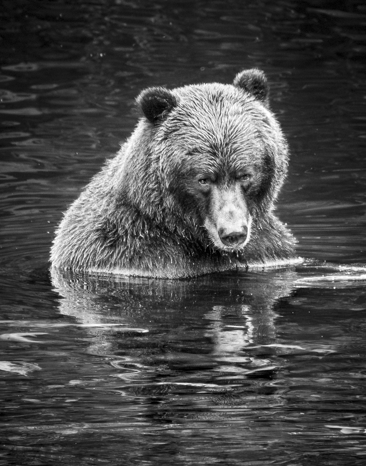 "Big Bear Reflection" Limited Edition Grizzly Bear Portrait - Image 2