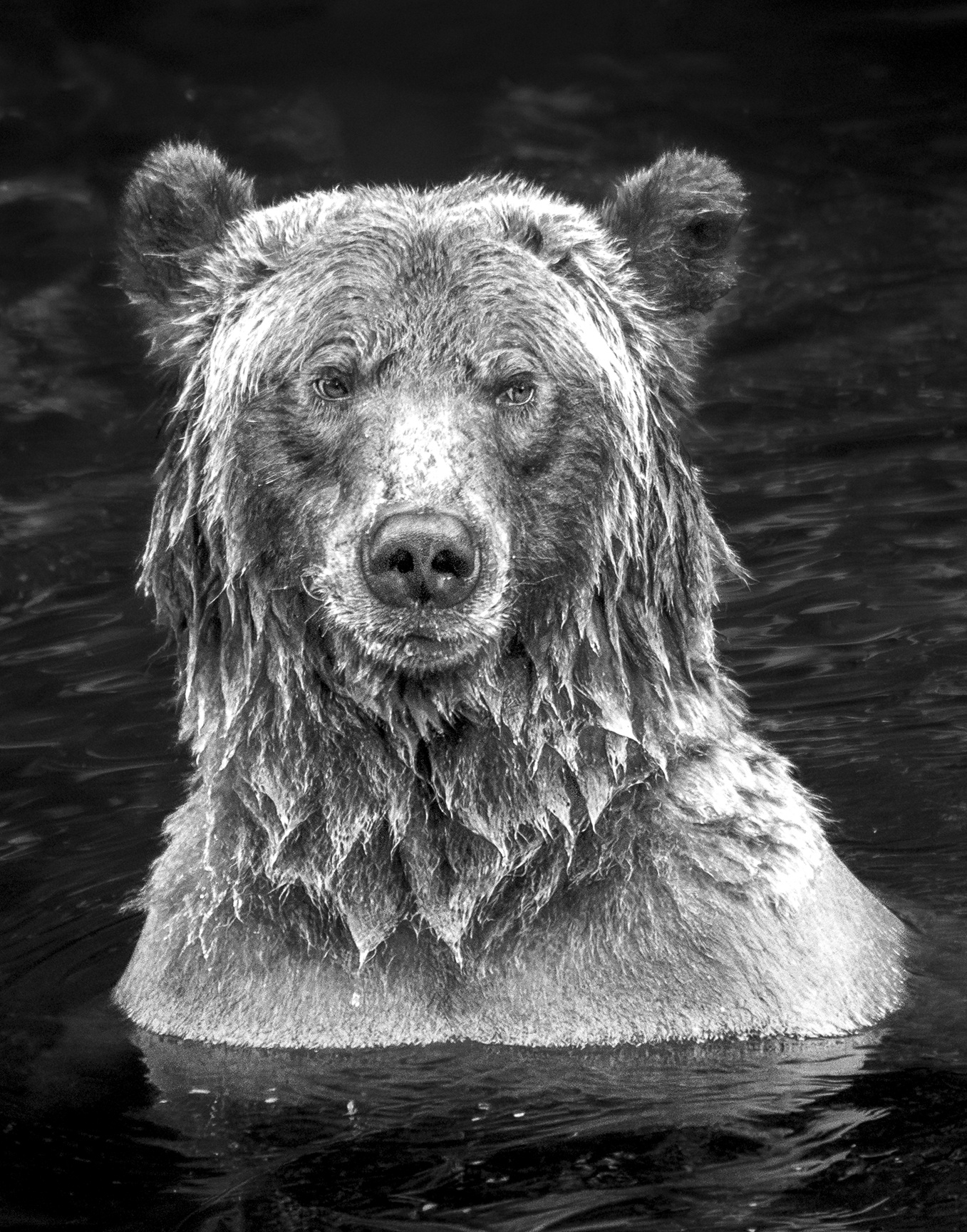 "Lion Bear" Limited Edition Grizzly Bear Portrait - Image 2