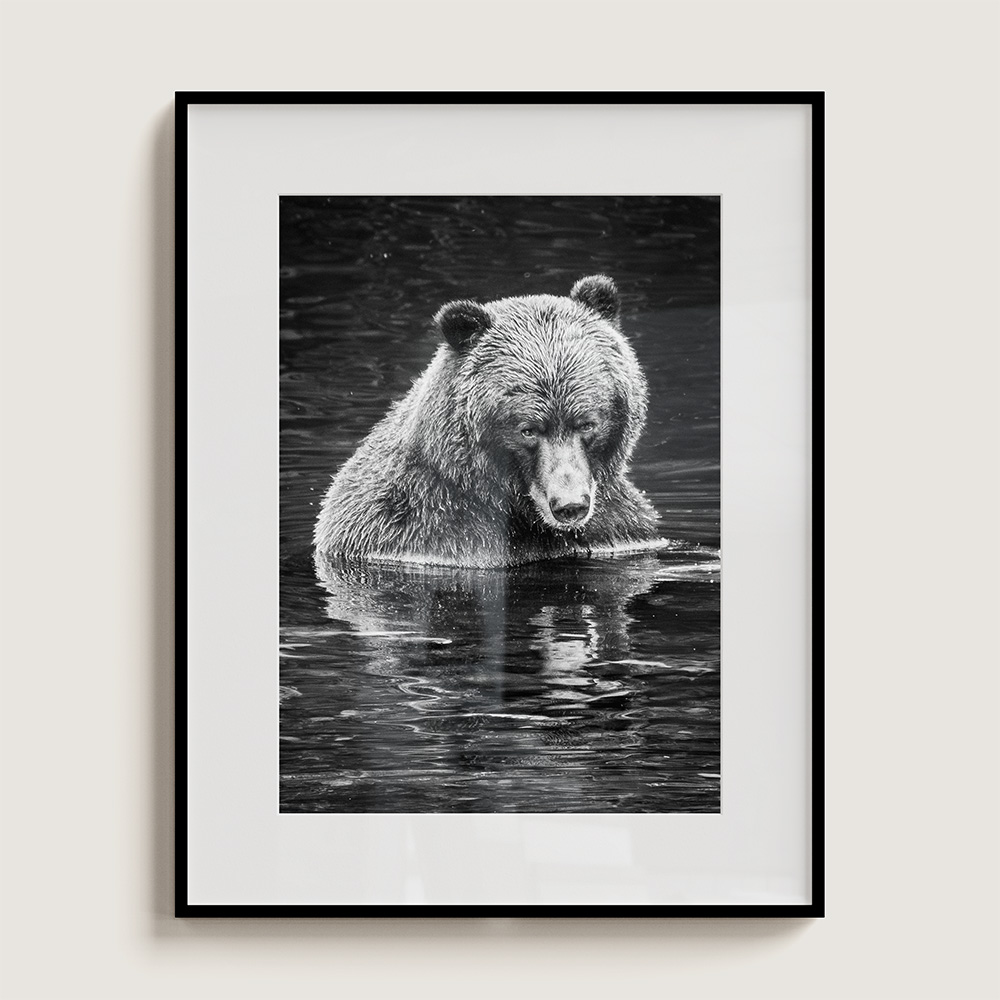 "Big Bear Reflection" Limited Edition Grizzly Bear Portrait